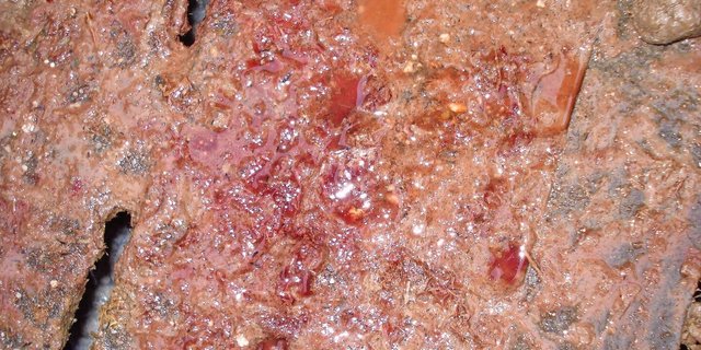 Dysenterie ist eine ansteckende Schweinekrankheit und führt oft zu Leistungseinbussen und/oder blutigem Durchfall.