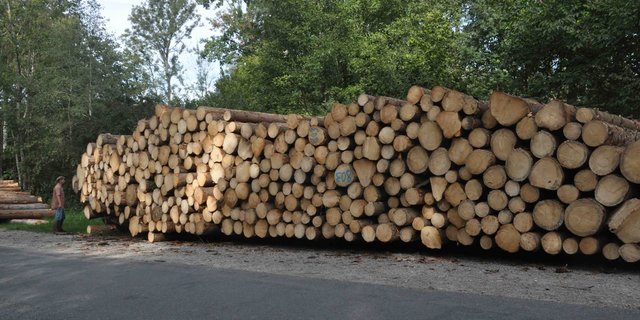 Eine Menge Holz muss nun zwischengelagert werden. (Bilnd nb)