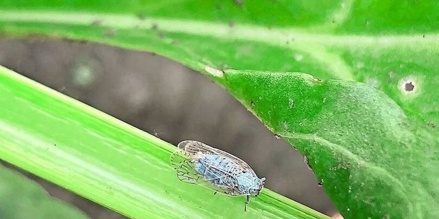 Die Schilf-Glasflügelzikade gilt als Überträger des SBR-Erregers. Ob sie im fraglichen Zwiebelfeld auftrat, wurde nicht untersucht.