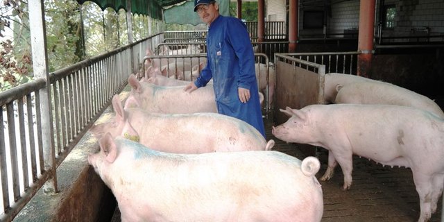 Der erfahrene Schweinezüchter Josef Häller präsentiert hier eine Gruppe Primera-Jungsauen. (Bild: Josef Kottmann)