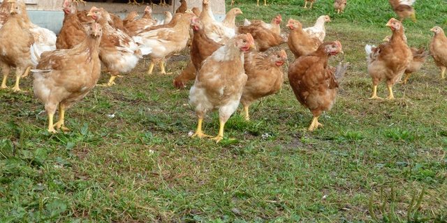 Die Produktion von Bio-Geflügel bringt mehr Aufwand, mehr Tierwohl und höhere Preise – wer entlang der Wertschöfpungskette wieviel davon bekommt, ist geheim. (Bild jsc)