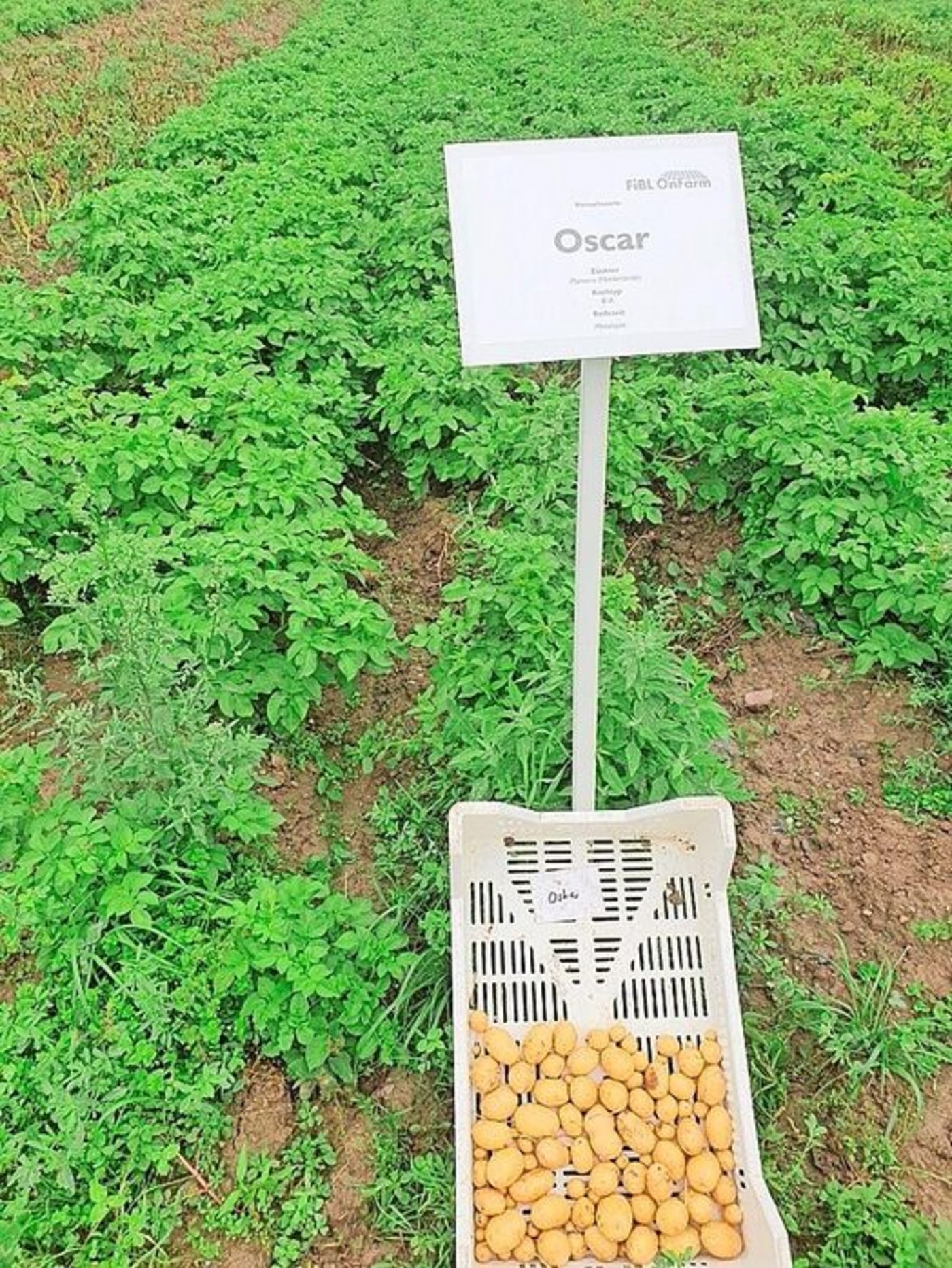 Die robuste Oscar war am selben Tag noch gesund.