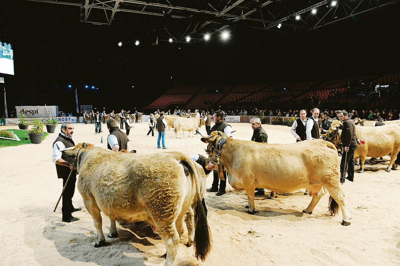 An der Messe haben auch die Fleischrinder ihren grossen Auftritt.(Bild zVg)