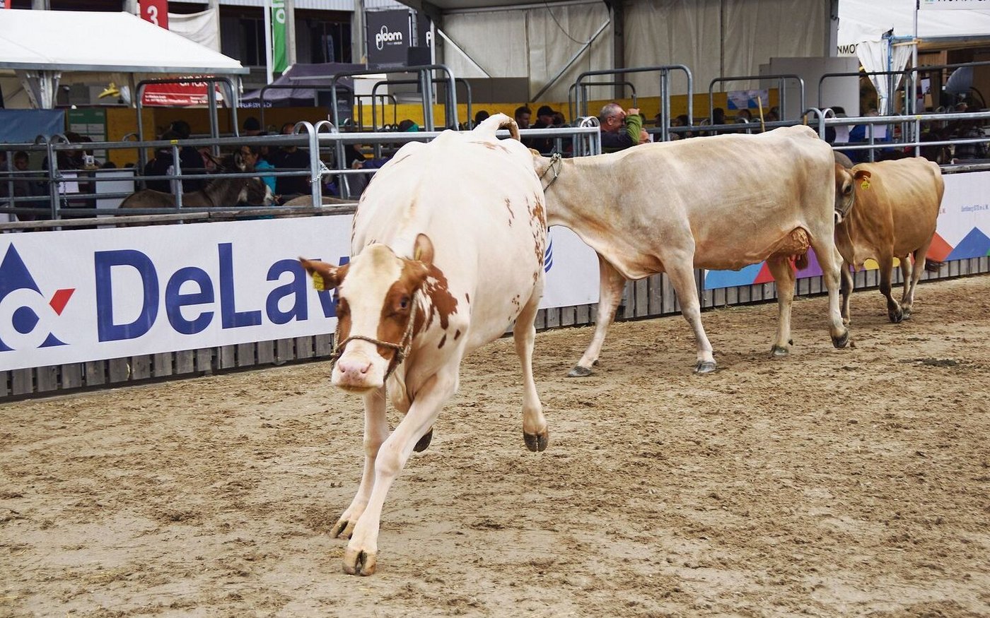 Die Tiere freuen sich über den Auslauf in der Arena und machen grosse Freudensprünge auf dem weichen Sandboden. 