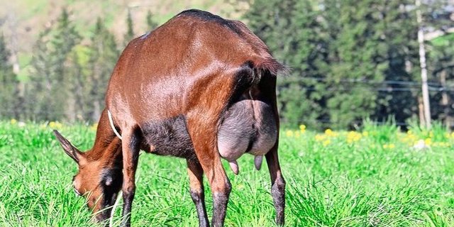 Redhill Salomon Tzatziki: Eine typische Ziege aus der Zucht von Redhill. Ein kastanienbraune Farbe, breites und straffes Hintereuter. 