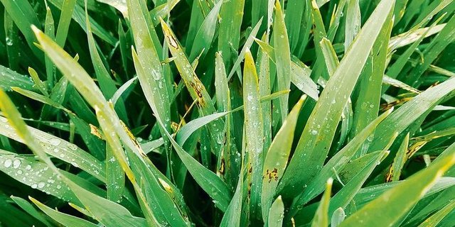 Blattflecken auf Gerste. Durch den Regen und mithilfe des Windes konnten die Sporen der Rostkrankheiten sowie der Blattflecken optimal auf die Blätter gelangen und keimen.