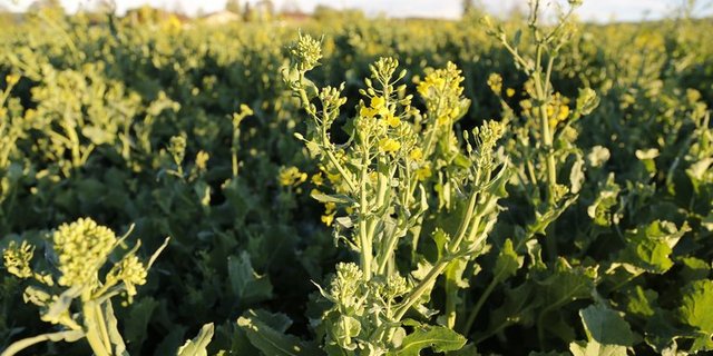 Der positive Trend beim Raps-Anbau in der Schweiz wird voraussichtlich noch ein paar Jahre andauern. (lid mg)