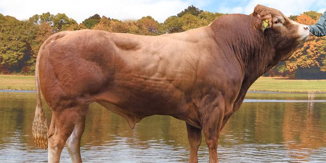 Galliker's Andor. (Bild Swissgenetic)