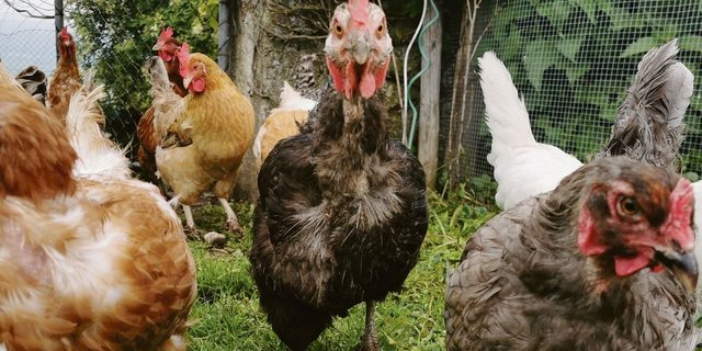 Die Raptoren (Räuber) im Hühnerhof warten sehnlichst auf die Wiedereinführung des tierischen Eiweisses. Anderen, wie Christian Oesch, Geschäftsführer Vereinigung Schweizerischer Futtermittelfabrikanten, erscheint die Angelegenheit delikater.