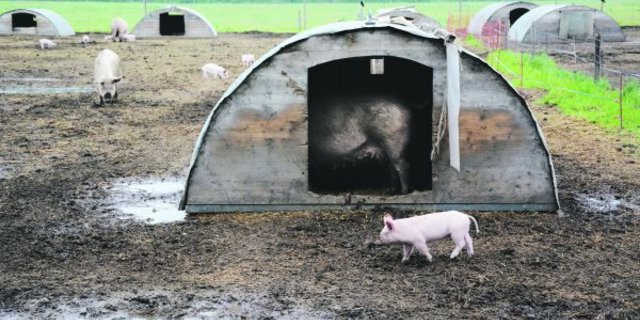 Nicht eingeschlossen: Schweine auf dem Betrieb der Strafanstalt Witzwil. (Bild sb)