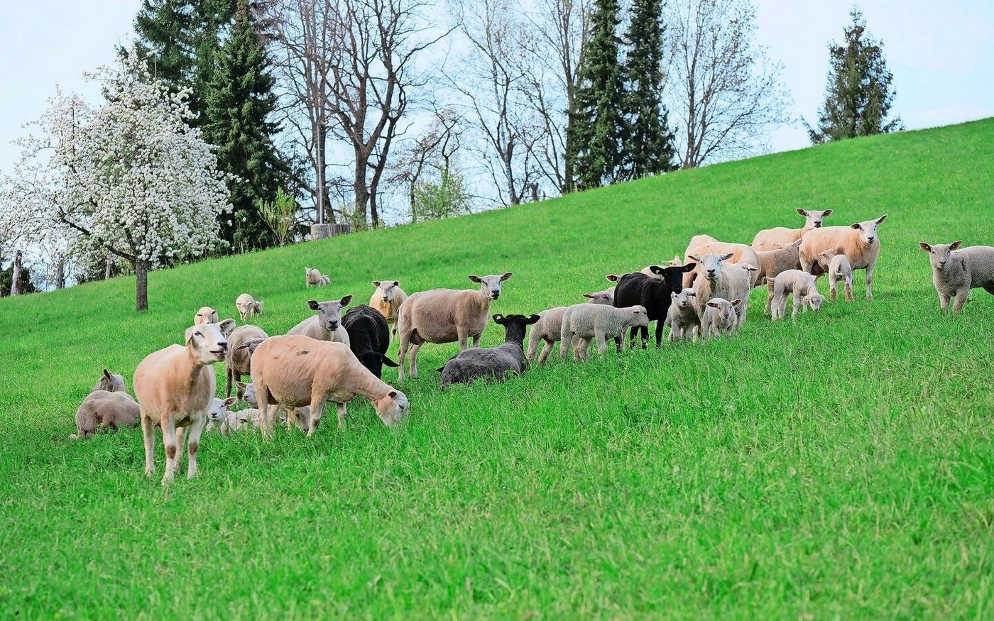 Um Reinfektionen mit Moderhinke zu vermeiden, sollte eine Weide frühestens vier Wochen nach der Nutzung durch fremde Schafe wieder bestossen werden. Etwas anders sieht es auf den Alpen aus.