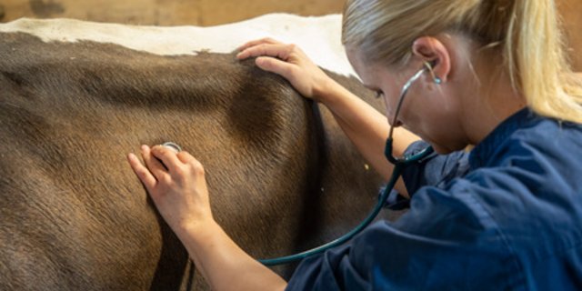 Das Ziel der Tierärzte und Tierärztinnen sei es, mehr Landwirte an die Tierwohl-Programme anzubinden. (Bild Gian Vaitl)