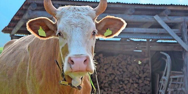 Der letzte Ausbruch einer hochansteckenden Seuche auf einem landwirtschaftlichen Betrieb liegt in der Schweiz mehr als 20 Jahre zurück. Mit der aktuellen Seuchenlage in Europa gilt es aber auch hier, aufmerksam zu sein.