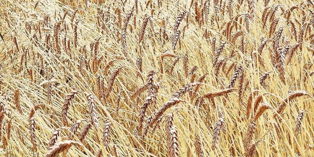 Rütti 40 kurz vor seiner Ernte im Juli 2023. Aus dem geschichtsträchtigen Weizen entsteht ein Spezialbrot. 