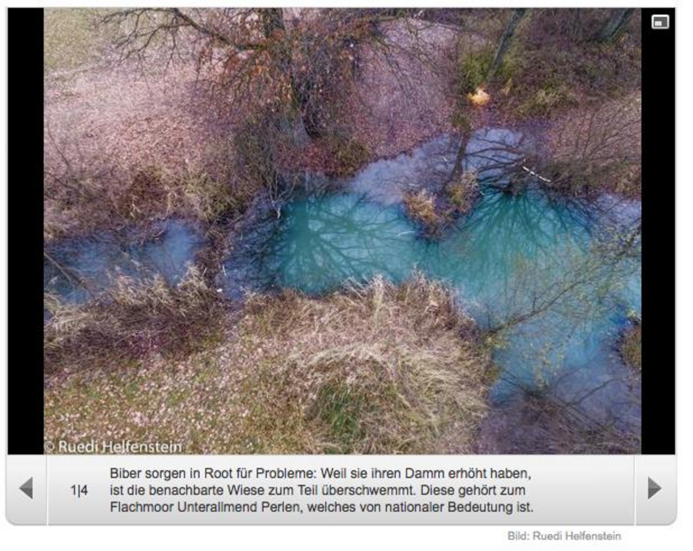 Auf den Seiten des Förndlibaches ist eine schützenswerte Wiese dauerhaft überschwemmt.  (Bild Screenshot «20 Minuten»)