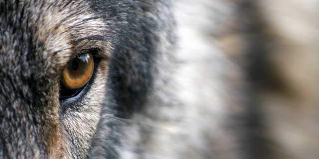 Bei der Abstimmung über die Revision des Jagdgesetzes sorgte im Vorfeld der Wolf für viele Emotionen. (Symbolbild Pixabay)