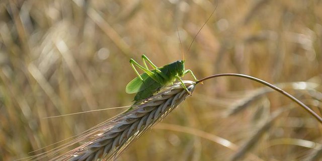 In Russland drohen Ernteverluste wegen einer Heuschrecken-Plage. (Bild pixabay)