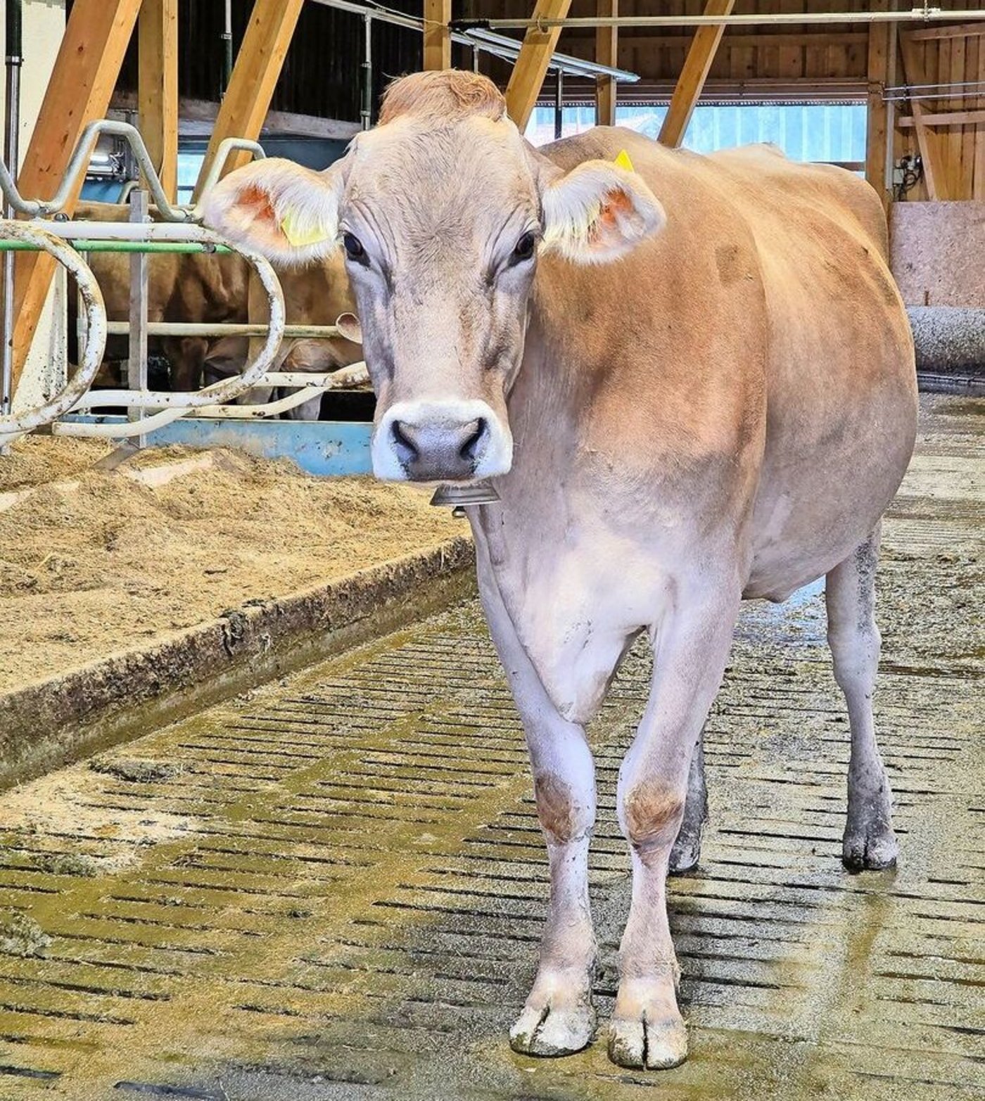 Die Braunvieh-Herde hat sich gut im neuen System eingelebt.