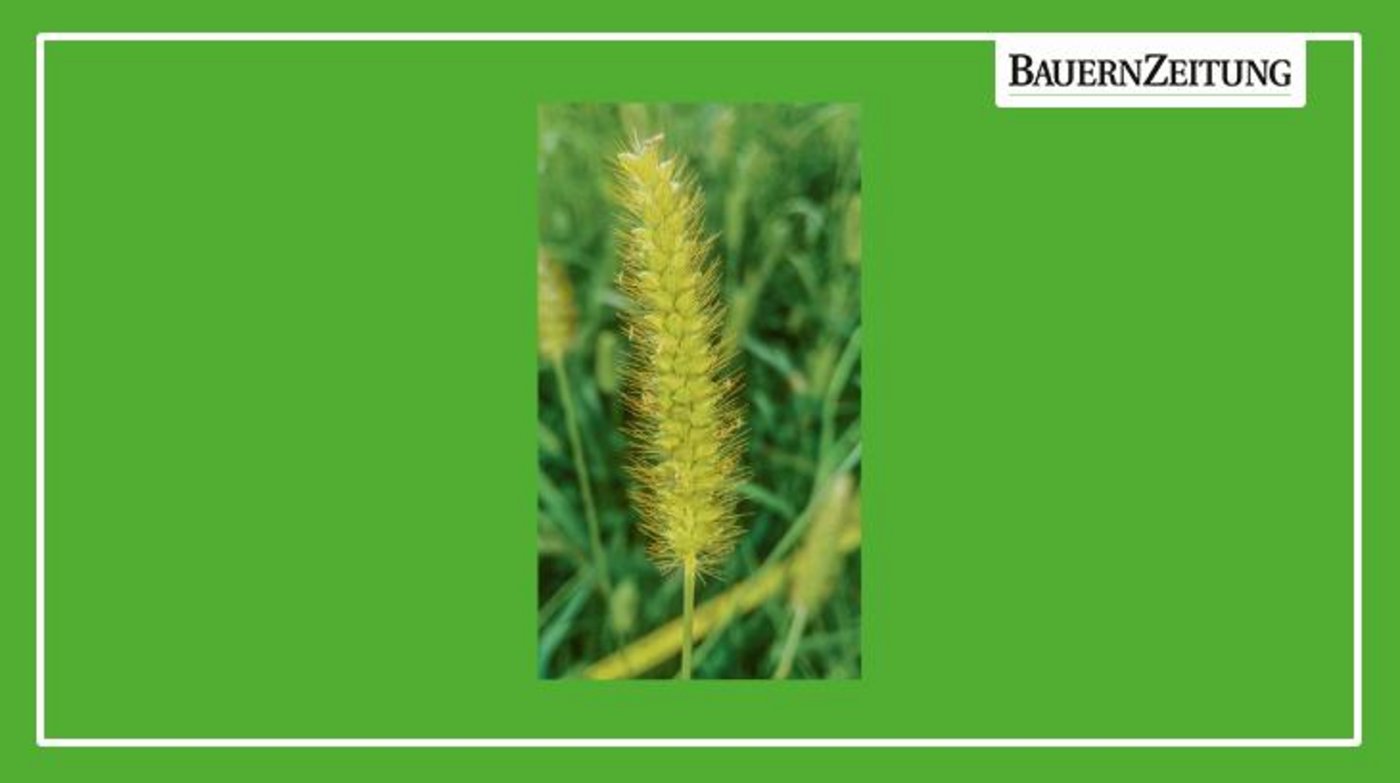 Ährentraube der Borstenhirse mit den typischen grannenartigen Borsten. (Bild Pier Francesco Alberto, Agridea)