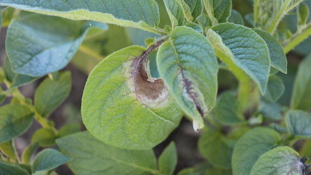 Die aktuellen Witterungsbedingungen bieten ideale Bedingungen für die Krautfäule an Kartoffeln. Bei einer Infektion bilden sich auf den Blättern braun-graue Flecken, auf ihrer Unterseite ein weissgrauer Schimmelrasen. (Bild LBZ Grangeneuve)