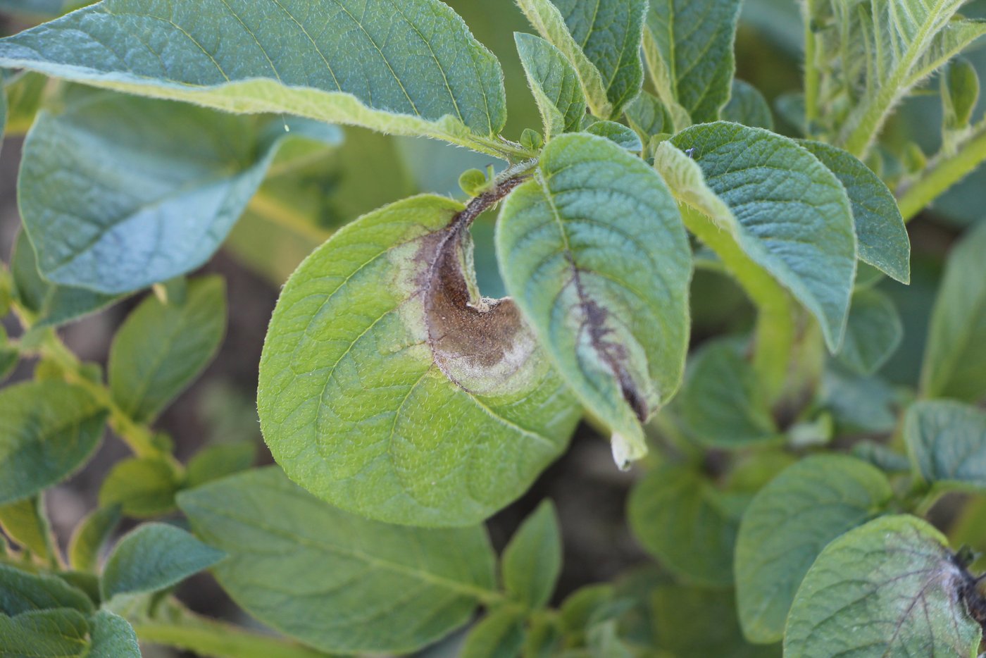 Die aktuellen Witterungsbedingungen bieten ideale Bedingungen für die Krautfäule an Kartoffeln. Bei einer Infektion bilden sich auf den Blättern braun-graue Flecken, auf ihrer Unterseite ein weissgrauer Schimmelrasen. (Bild LBZ Grangeneuve)