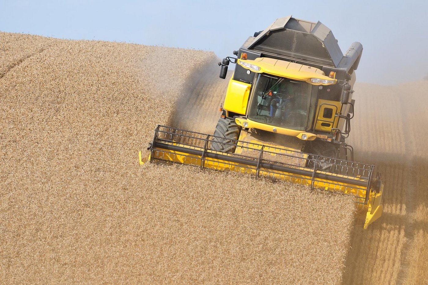 Weil sich der Anbau von Futterweizen nicht rentiert, sinkt die Produktion. (Cédric Péclard/landwirtschaft.ch)