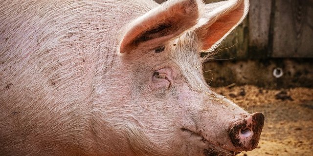 Man erwartet weitere Verluste bei den Schweinen in China als Folge der ASP. (Bild Pixabay)