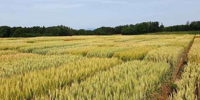 Auf Versuchsfeldern wird für die Schweiz passendes Getreide gesucht. Sie stehen bei der DSP Delley Samen und Pflanzen, an der Swisssem beteiligt ist. (Bild lid/ji) 