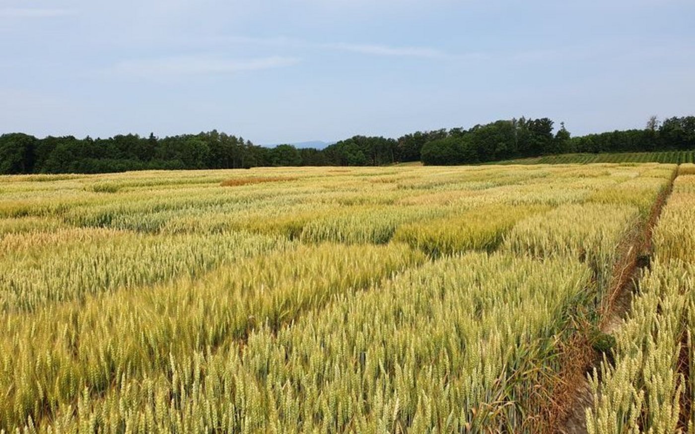 Auf Versuchsfeldern wird für die Schweiz passendes Getreide gesucht. Sie stehen bei der DSP Delley Samen und Pflanzen, an der Swisssem beteiligt ist. (Bild lid/ji) 