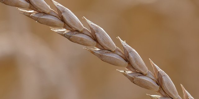 Beat Schürch produziert unter anderem Dinkel-Saatgut. (Bild Pixabay)