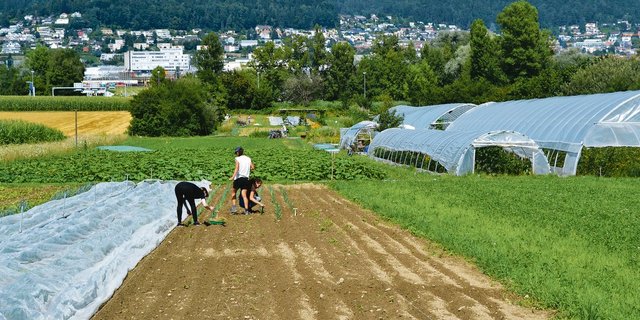 Bei Ortoloco baut ein Team aus drei Gärtnerinnen und Gärtnern mit wechselnden Praktikanten und rund 500 Genossenschaftern Gemüse und Kräuter nahe der Stadt Dietikon ZH an. (Bilder jsc)