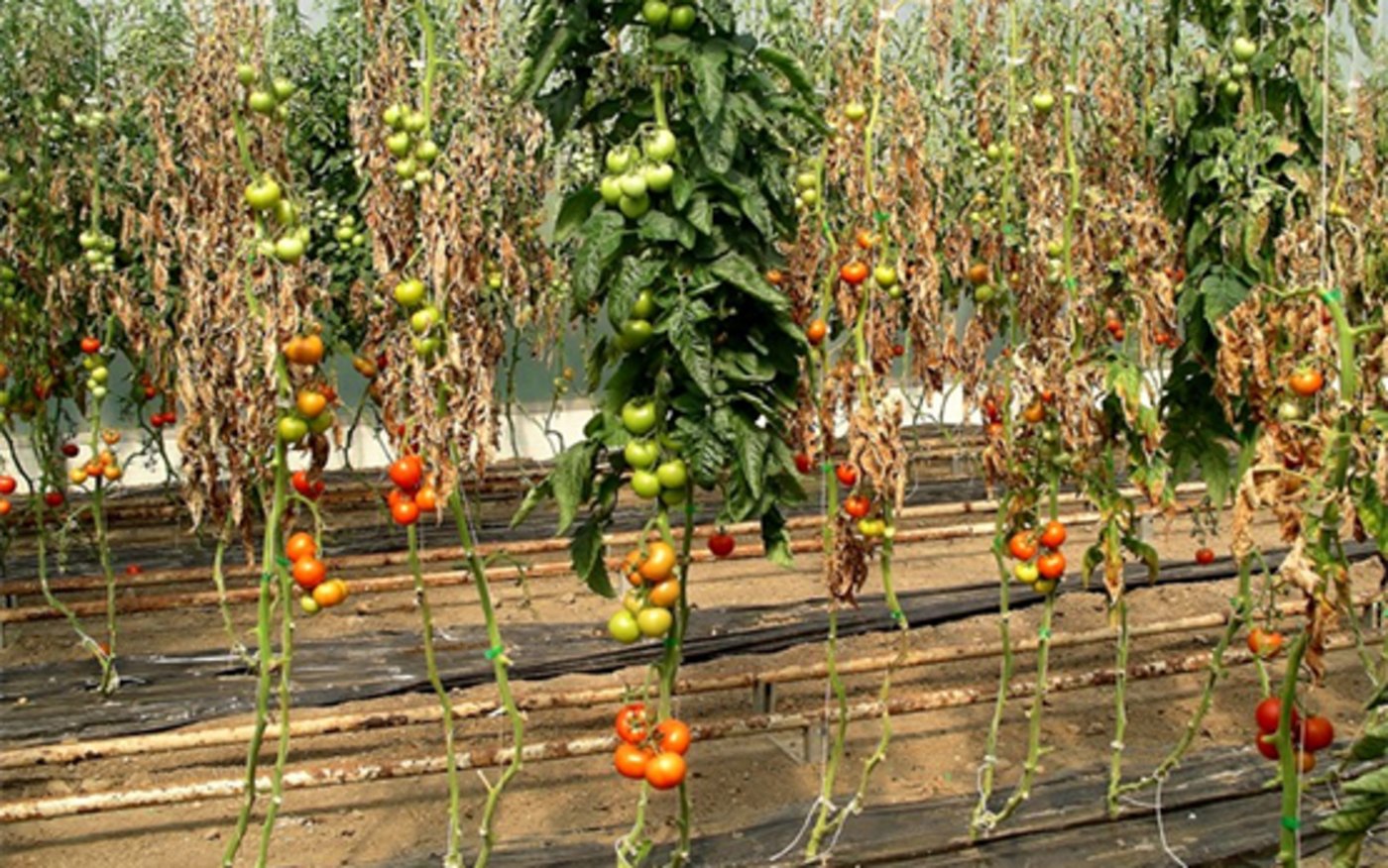 Bakterielle Tomatenwelke an Tomaten (Bild Agroscope)