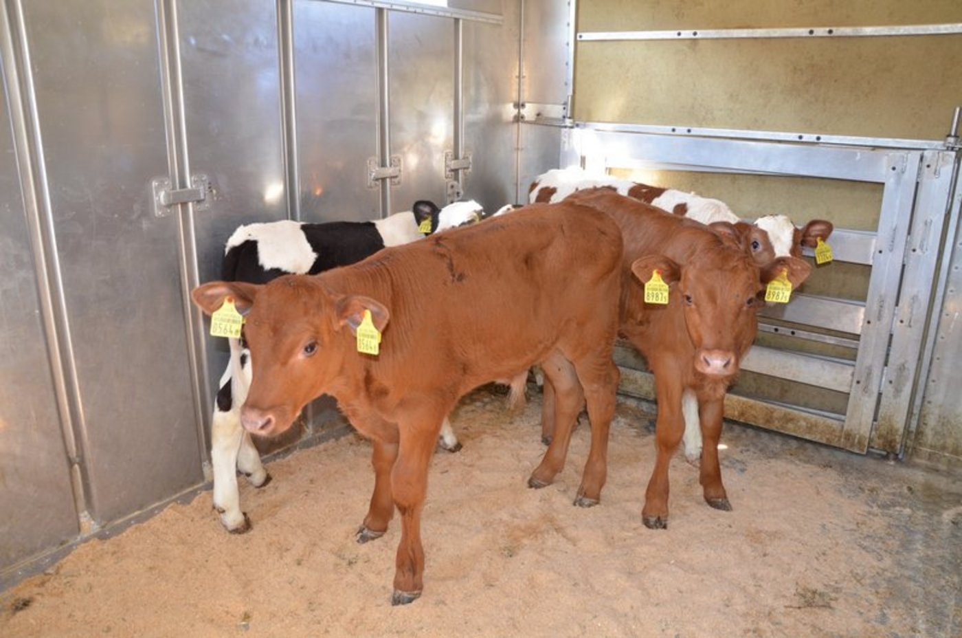 Lassen sich mit Verhandlungsgeschick ein bis zwei Franken mehr lösen für Tränker? (Bild Aline Küenzi)