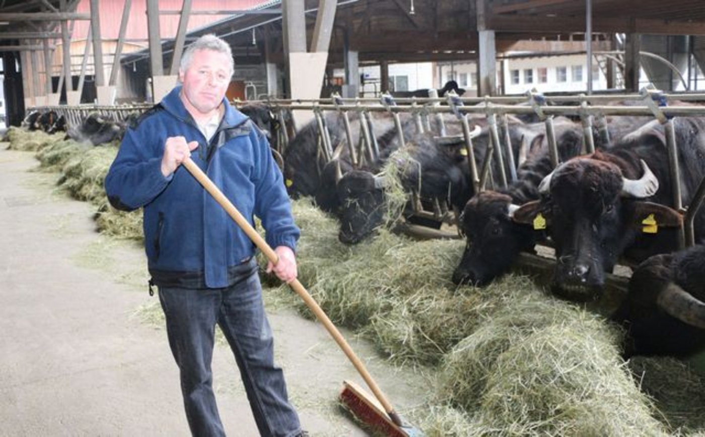 «Die Tierzucht mit den empfindsamen Büffeln bleibt eine Nische»: Sepp Küchler bei seinen Wasserbüffeln. (Bilder Manuel Fischer)