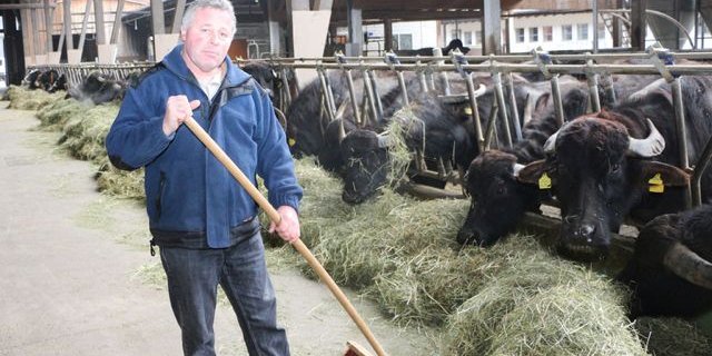 «Die Tierzucht mit den empfindsamen Büffeln bleibt eine Nische»: Sepp Küchler bei seinen Wasserbüffeln. (Bilder Manuel Fischer)