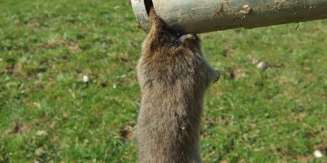 Die Mäusebekämpfung mit Fallen ist zeit- und arbeitsintensiv. (Cornel Stutz/Agroscope)