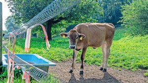 In St. Gallen habe sich das Tränkewasser in vielen Betrieben als relevanter Aspekt für die PFAS-Belastung herausgestellt. Ein Anschluss an die öffentliche Wasserversorgung kann helfen.