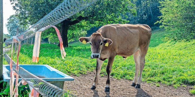 In St. Gallen habe sich das Tränkewasser in vielen Betrieben als relevanter Aspekt für die PFAS-Belastung herausgestellt. Ein Anschluss an die öffentliche Wasserversorgung kann helfen.