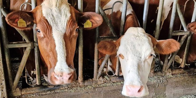 Zu heiss auf der Weide und zu heiss im Stall. Nun kommt die Zeit des Hitzestresses. Das hat Folgen auf die Fruchtbarkeit. Es gibt aber noch viele weitere Auslöser für Fruchtbarkeitsstörungen.