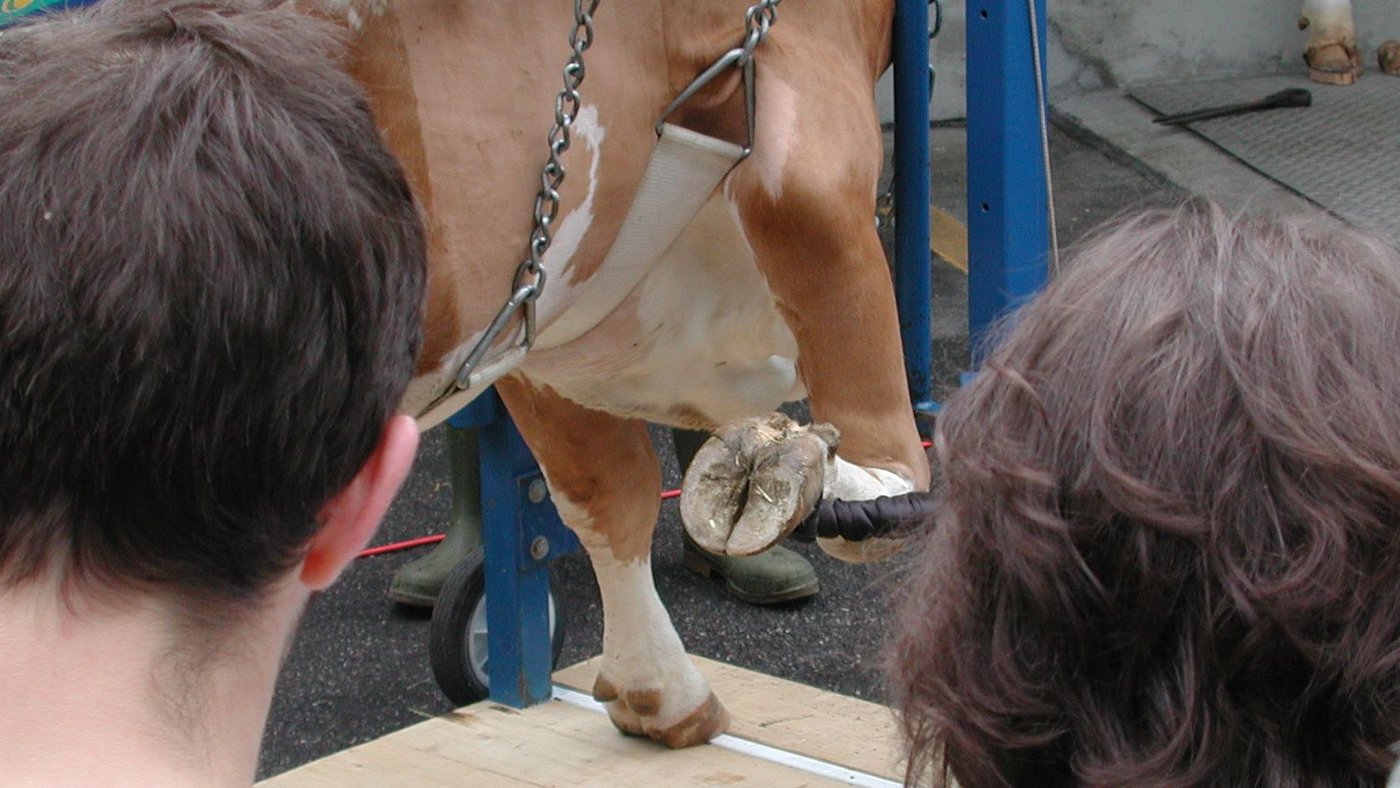 Alle neuen und bisherigen gewerbsmässig arbeitenden Klauenpfleger müssen ab dem 1. Januar 2017 eine anerkannte Ausbildung (FBA) absolviert haben. (Bild: BauZ)