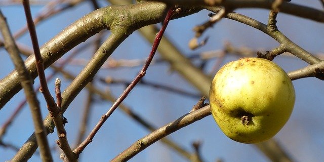 Das BLW entzieht die Bewilligung für Produkte für Kern- und Steinobst sowie Beerenkulturen. (Symbolbild Pixabay)