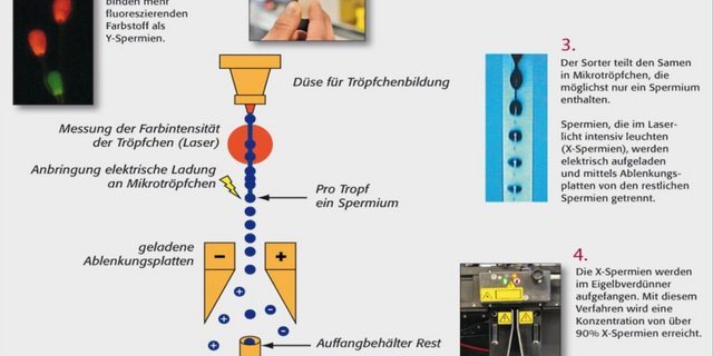 Die Sexing-Technologie trennt die männlichen von den weiblichen Spermien. (Grafik Swissgenetics)
