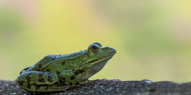Pro Jahr werden über 20'000 Tonnen Fleisch in die Schweiz importiert. Die Menge an Froschschenkeln dürfte angesichts der tieferen Beliebtheit kleiner sein. (Bild Pixabay)