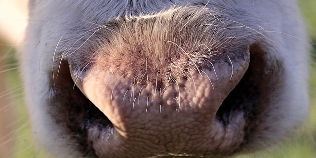 Die Kuh liess sich auf keine Weise einfangen und musste schliesslich erschossen werden. (Symbolbild Pixabay)