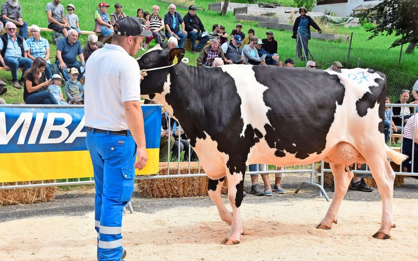 Sie löste den Spitzenpreis von 4350 Franken: die frisch abgekalbte Wow’s Bale Jessica von Markus Walser, Mümliswil. 