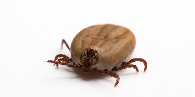 Zecken sind Überträger der Krankheiten Lyme-Borreliose und Frühsommer-Meningoenzephalitis. (Bild Fotolia)