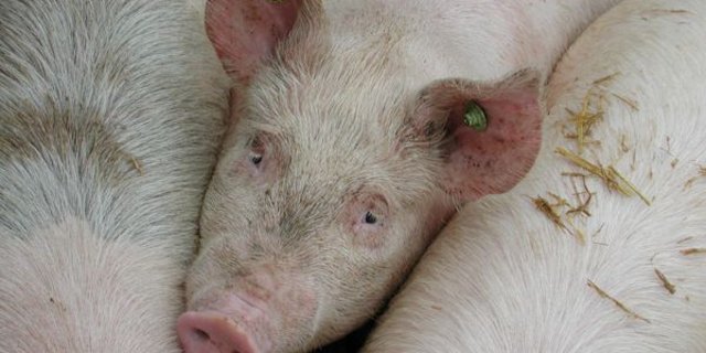 Einige Schweine erzielen mit weniger Proteinen gleiche Leistungen. (Bild BauZ)