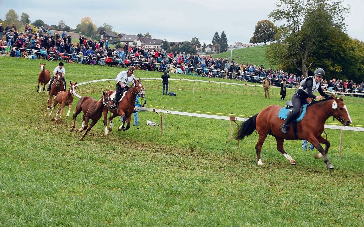 Sorgte für Schmunzeln: das Rennen der Freibergerstuten mit ihren Fohlen. 