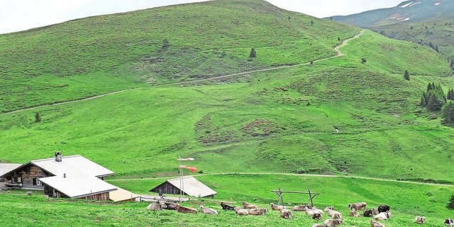Die Alp dil Plaun liegt oberhalb von Scheid im Domleschg. Sie dient nicht nur als Sömmerungsbetrieb, sondern auch als Forschungsstandort.