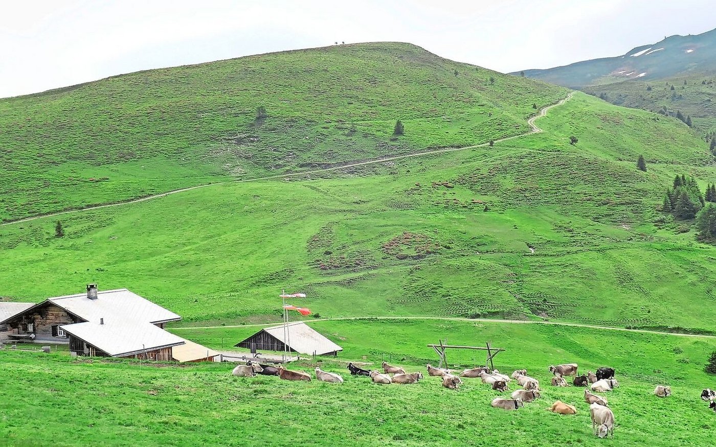 Die Alp dil Plaun liegt oberhalb von Scheid im Domleschg. Sie dient nicht nur als Sömmerungsbetrieb, sondern auch als Forschungsstandort.